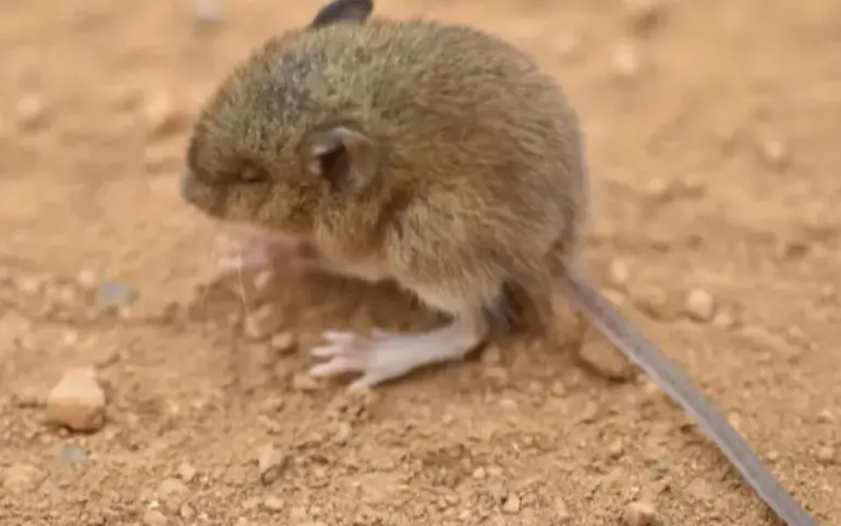 Hantavirus: una amenaza letal, pero lejos de una pandemia