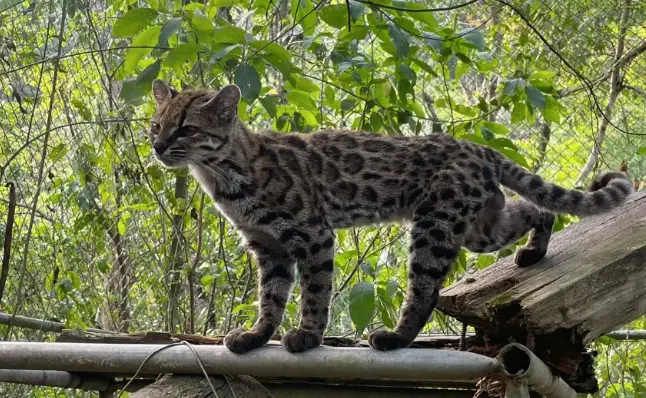 Tilcayo: el pequeño felino de los Yungas 