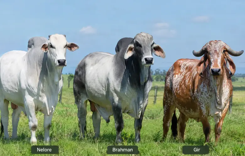 El ADN que cotiza en dólares: cómo Bolivia convierte la genética bovina en un nuevo negocio